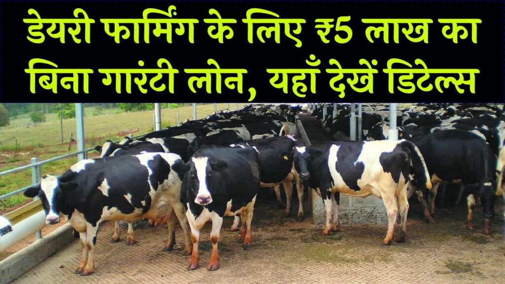 पशुपालन के लिए बिना गारंटी मिलेगा ₹5 लाख तक का लोन! डेयरी फार्म खोलने के लिए आवेदन प्रक्रिया हुई आसान, देखें पूरी डिटेल्स